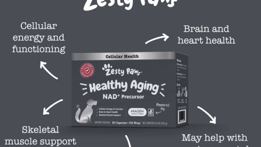 Play Video: Learn More About Zesty Paws From Our Team of Experts