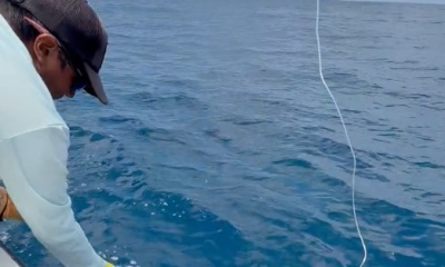 400lb Blue Marlin