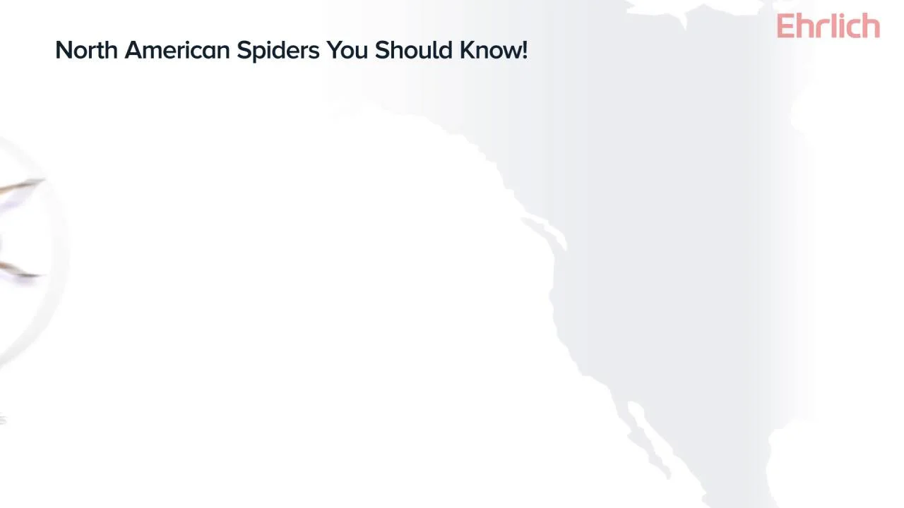 21 Different Types of Spiders in North America