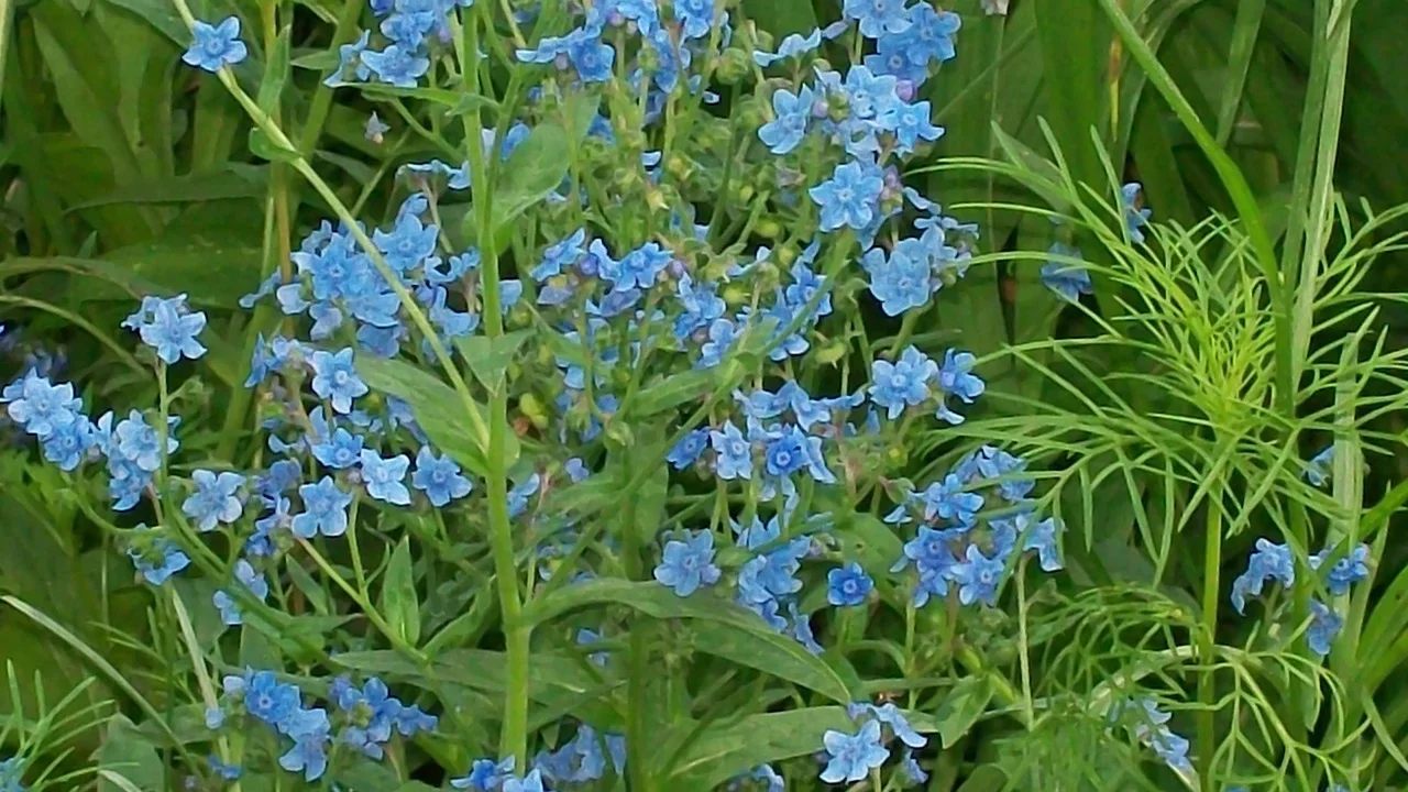 Grow Delicate Chinese Forget-Me-Nots (Cynoglossum Amabile) with Seeds from  Todd's Seeds - A Touch of Elegance