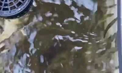 Tampa Report Video 0