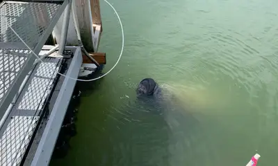 Bonita Springs Report Video 0