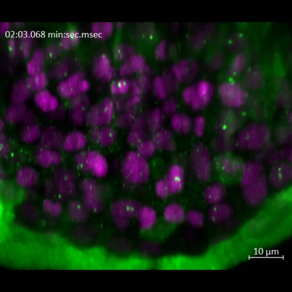 ZEISS Lattice Lightsheet 7 - Zebrafish 2