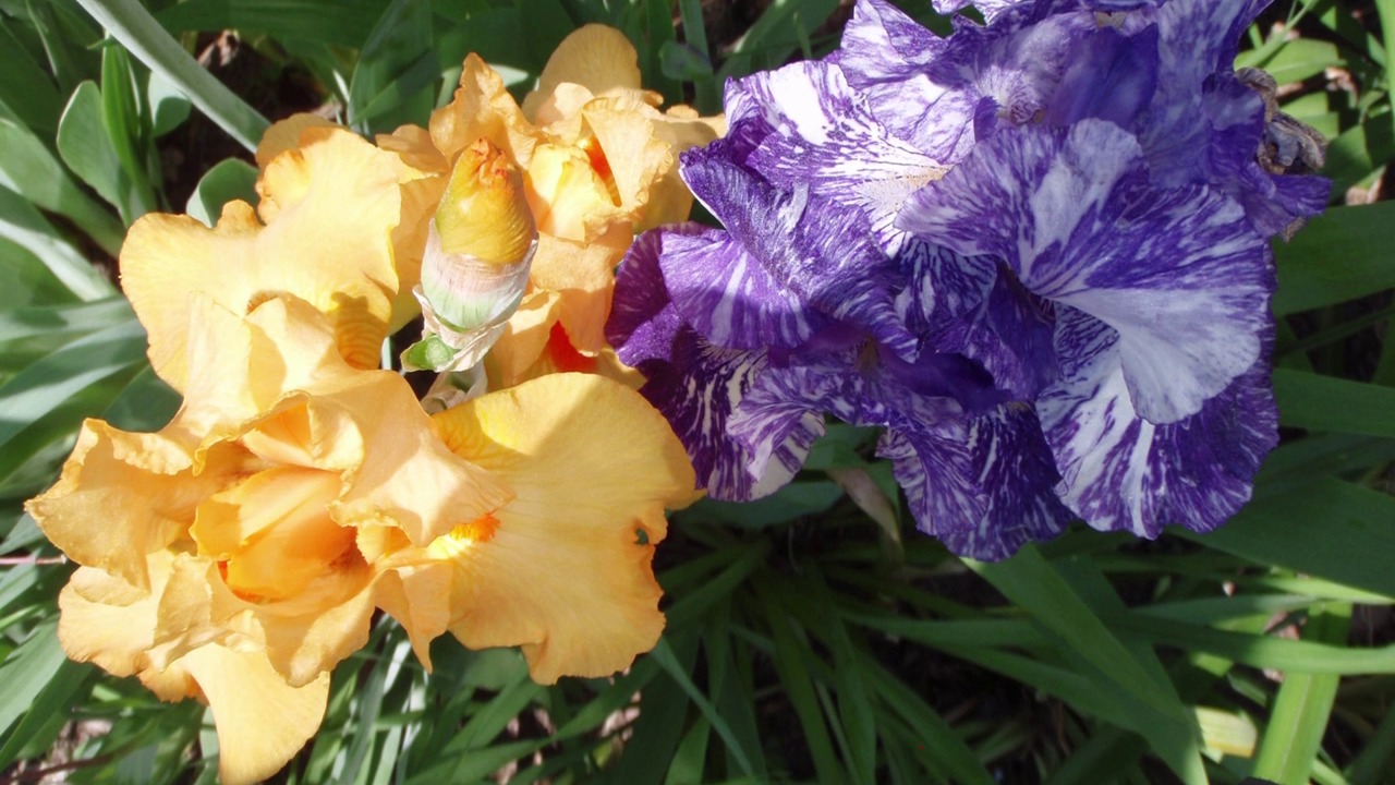 Bearded Iris Bulbs 2 Pure White Perennial Tall Resistant Old Magic Flower Plant 