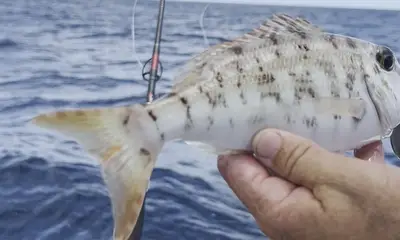 Great Barrier Reef-Great fishing!!