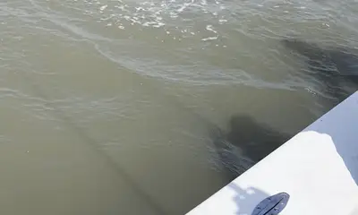 Great trip and great captain!