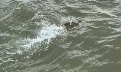Corpus Christi Report Video 0