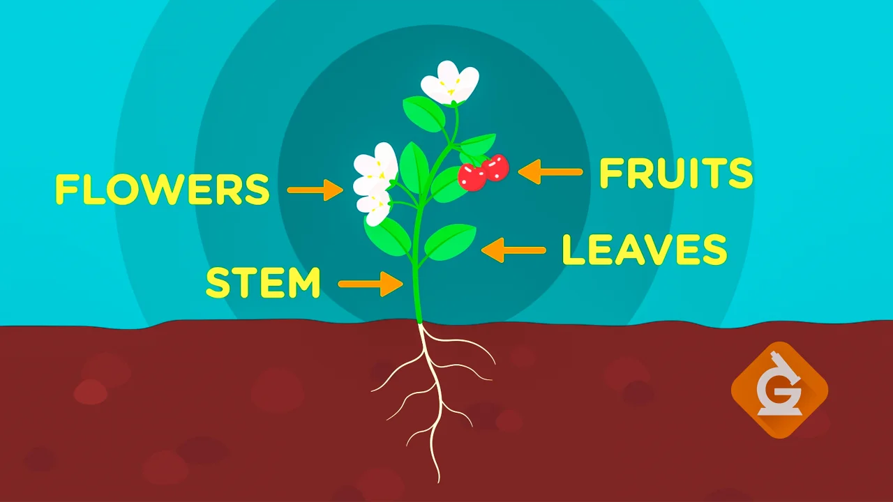 science of a flower diagram