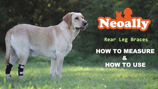 Play Video: Learn More About NeoAlly From Our Team of Experts