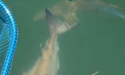 Good times come to those who bait..