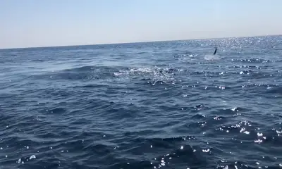 Puerto Aventuras Report Video 1
