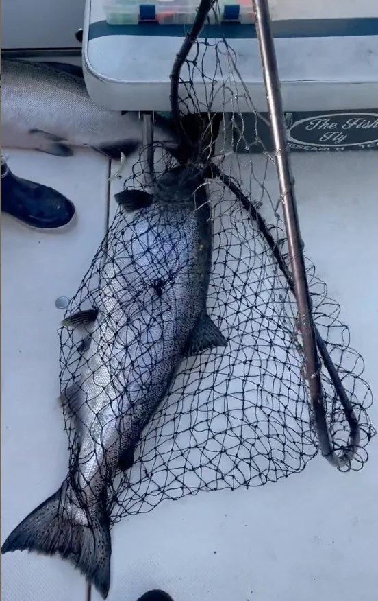 Business Card: The Fish Fly Charter – Ludington