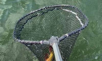 Palmetto Bay Report Video 4