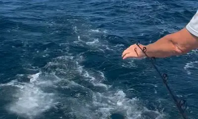 Wildwood Report Video 0
