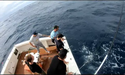 Sydney Report Video 0