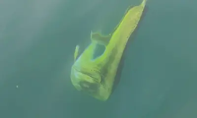 Sayulita Report Video 0