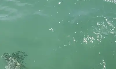 La Ribera Verslag Video 0