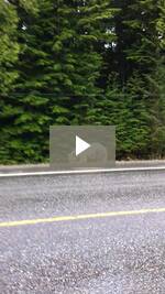 Spirit Bear on side of road video