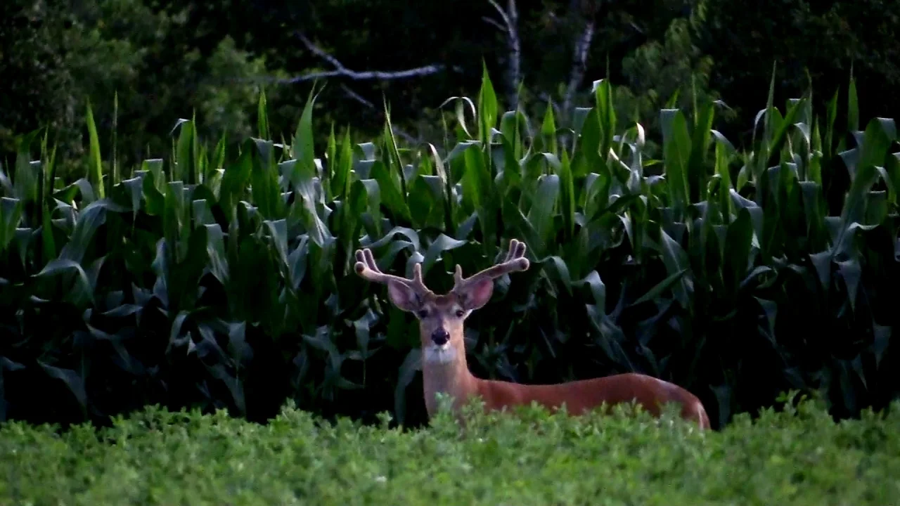 Annual Whitetail Habitat Shift