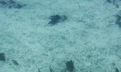 The whole family loved it! 
