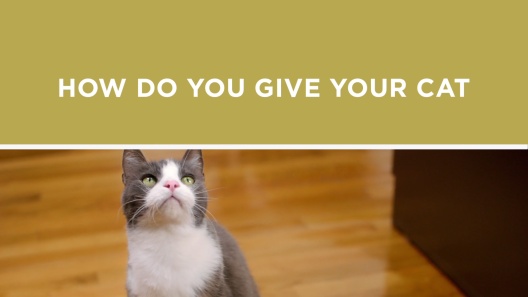 Play Video: Learn More About Cat Chow From Our Team of Experts