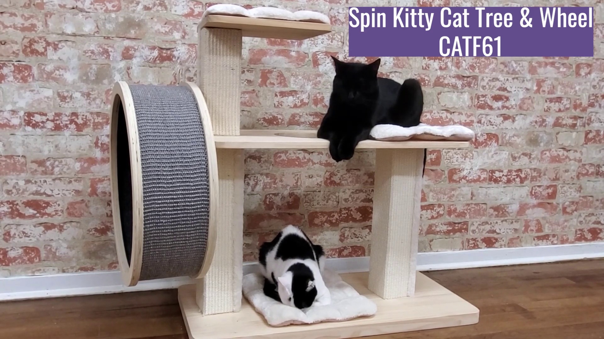 spin kitty cat wheel