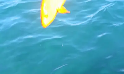 Bahía de los Ángeles Видео отчет 1