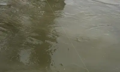 Venice Report Video 0
