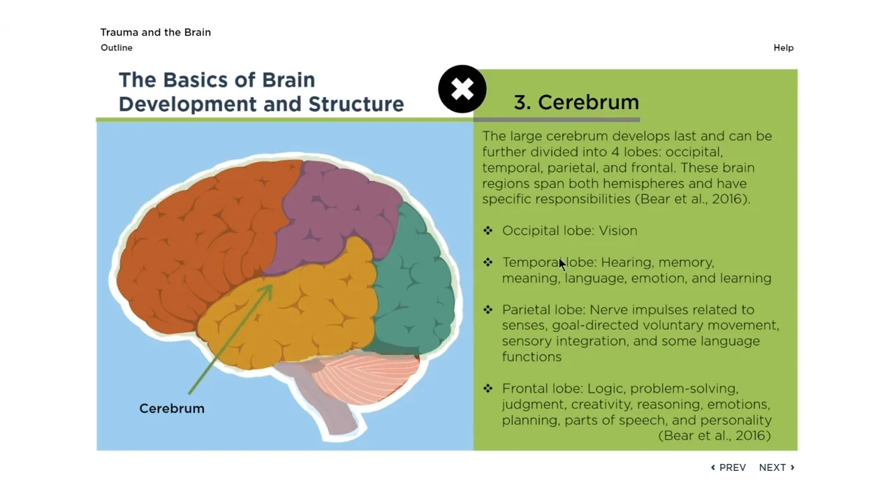 Brain Development And Trauma | Atelier-yuwa.ciao.jp