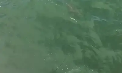 Poquoson Report Video 0