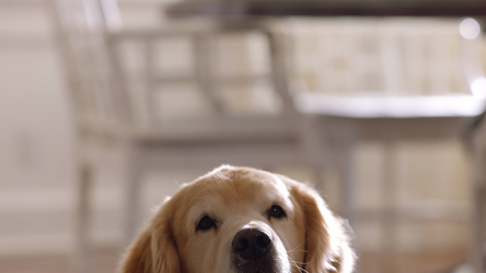 Wag! - Customer Success Story