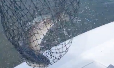 Mount Pleasant Report Video 1