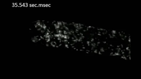 ZEISS Lattice Lightsheet 7 - Pollen Tube