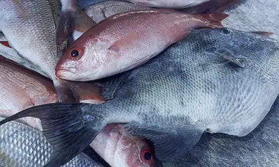 Santa Rosa Beach Report Video 1