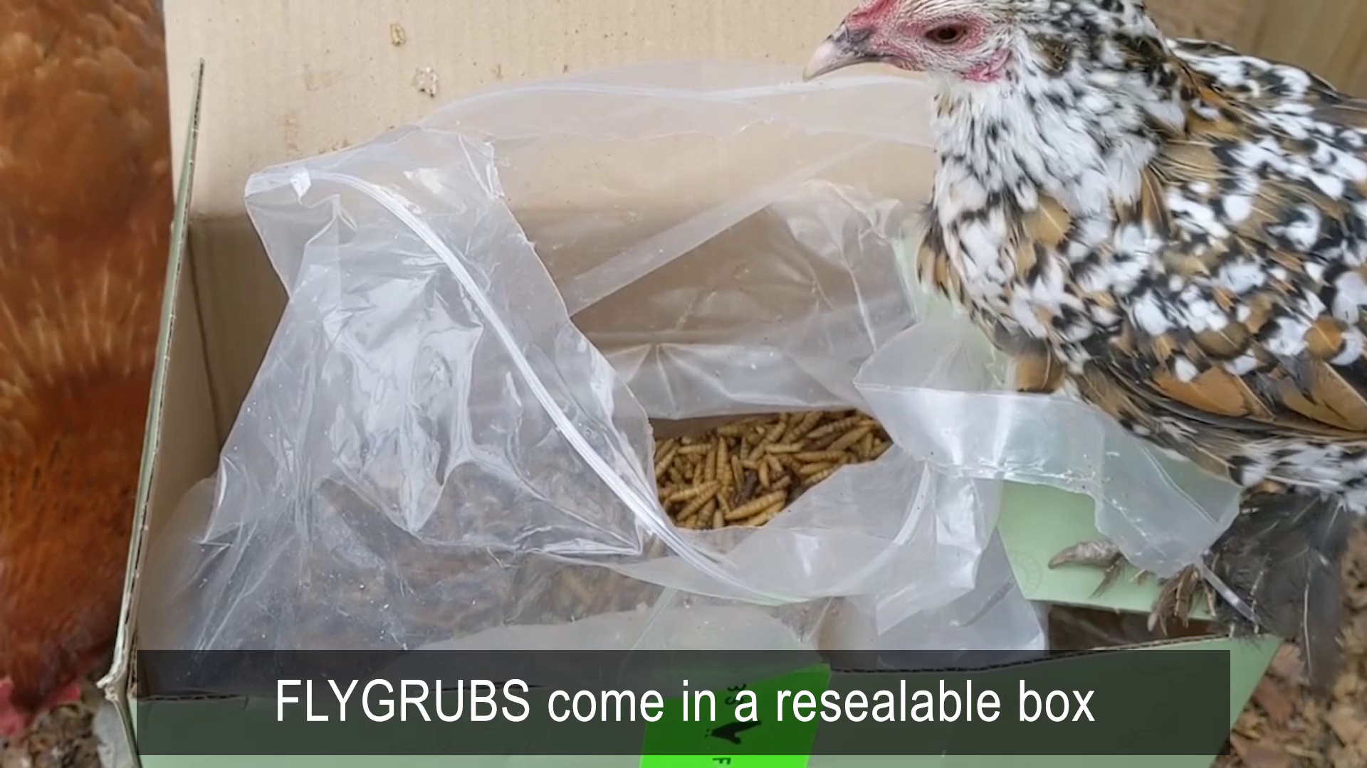 flygrubs for chickens