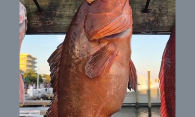 Snapper season 2026