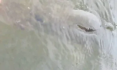 Tampa Bericht Video 0