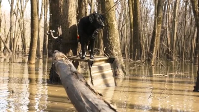 Duck Dog Stands, Blinds & Boat Ladders for Duck Hunting