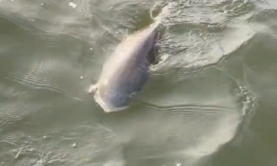 Fort Morgan Report Video 1