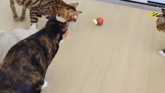 Lovely Caves Interactive Cat Ball Cat Toy with Tail