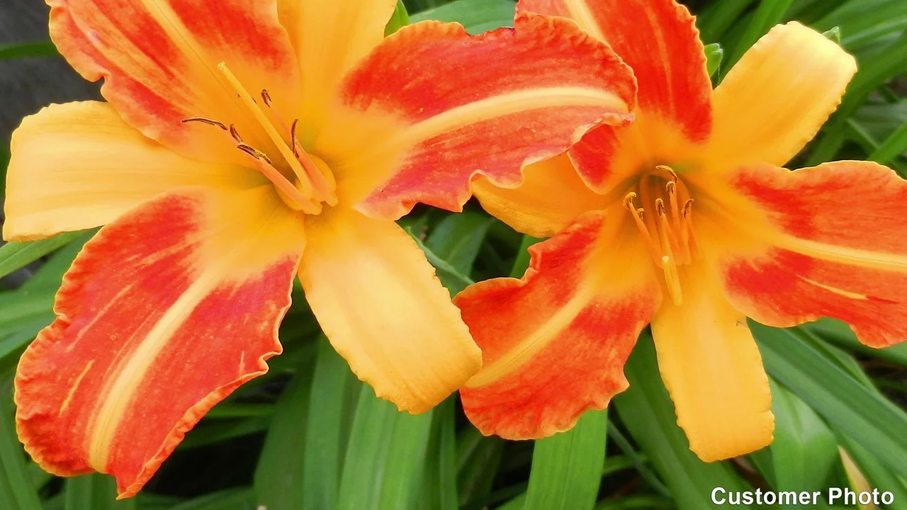 Rosa Bellini Reblooming Daylily - Thumbnail 2
