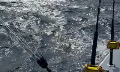 Great Aruba Fishing Charter Service