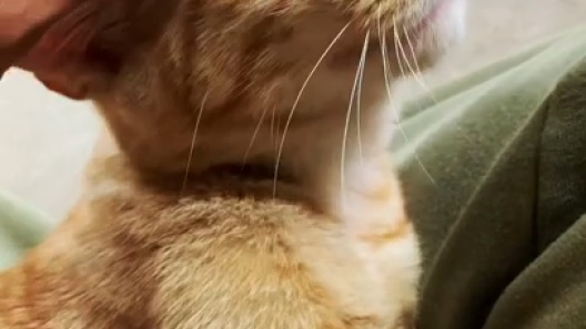 Fresh Step Fresh Scented Non-Clumping Crystal Cat Litter