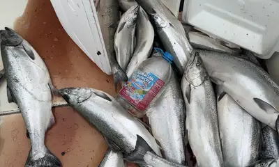 Algoma Report Video 0
