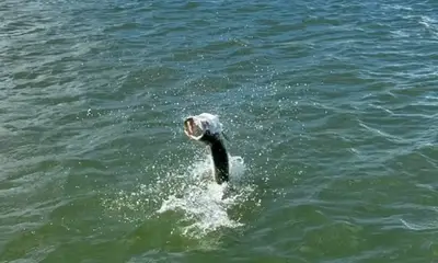 Fajardo Report Video 0