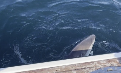 55 years of experience fishing Montauk = a good timr