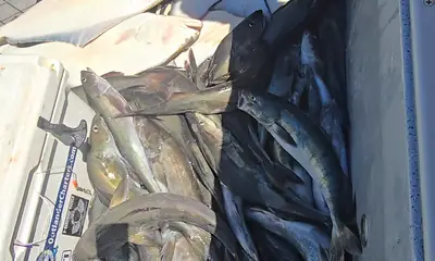 Sekiu Bericht Video 0