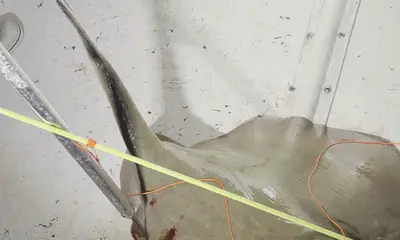 Stingray hunting fun!