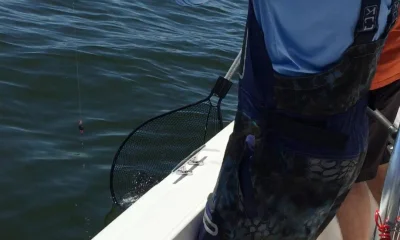 Fairhope Report Video 0