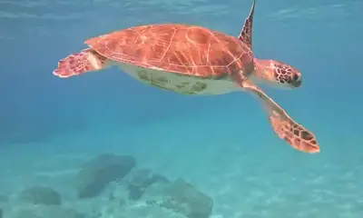Great snorkeling tour